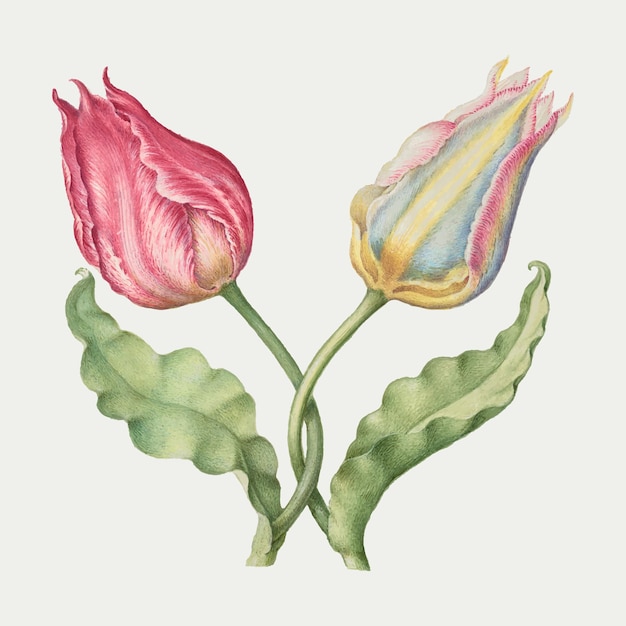 Ilustração botânica vintage da flor da primavera com tulipas