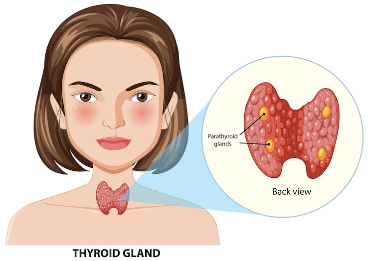Vetor grátis ilustração da anatomia da glândula tiróide