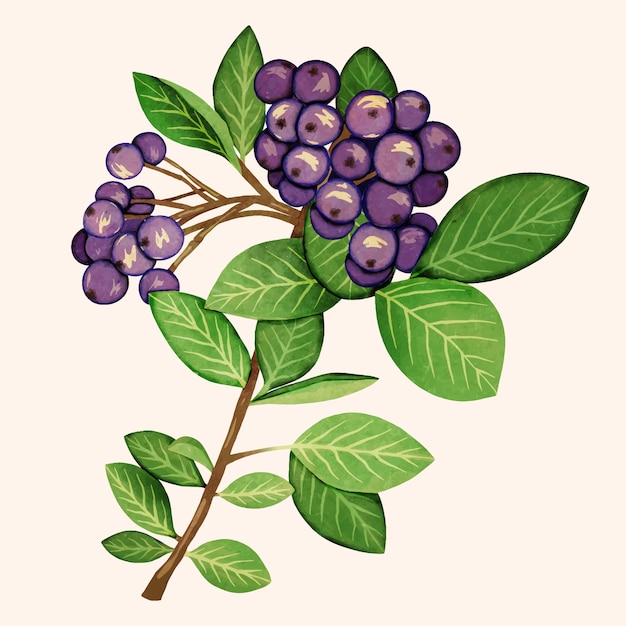 Vetor grátis ilustração de aronia em aquarela