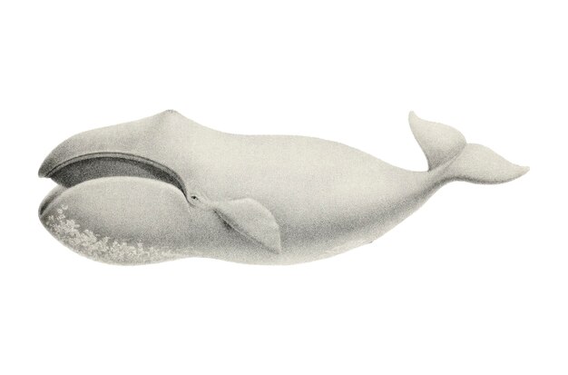 Ilustração de baleia vintage