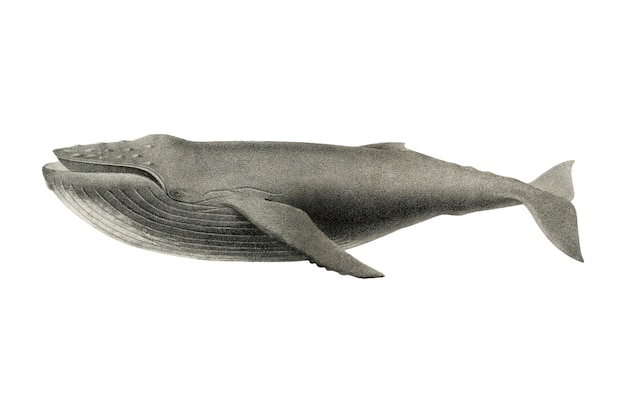 Vetor grátis ilustração de baleia vintage