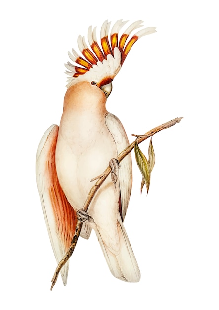 Ilustração de cacatua