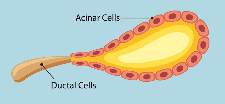 Vetor grátis ilustração de células acinares e ductal