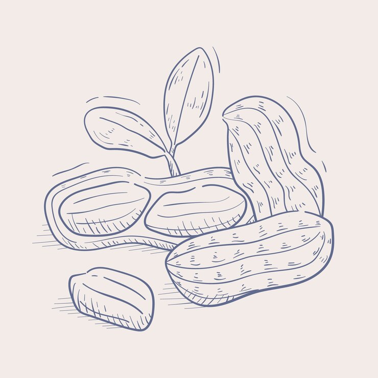 Vetor grátis ilustração de contorno de amendoim desenhada à mão