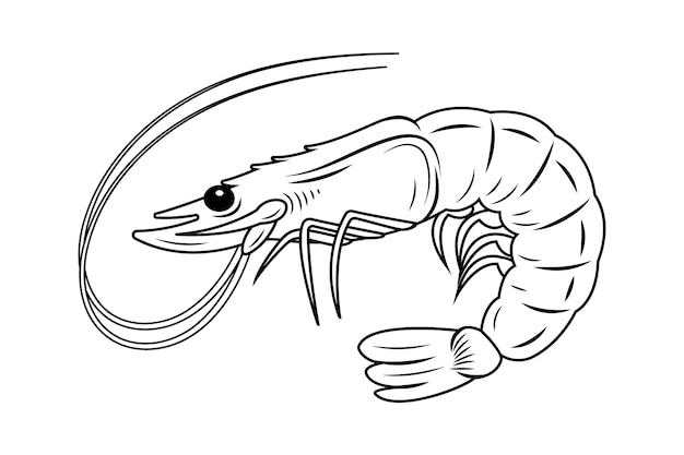 Ilustração de contorno de camarão desenhada à mão