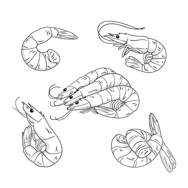 Ilustração de contorno de camarão desenhada à mão