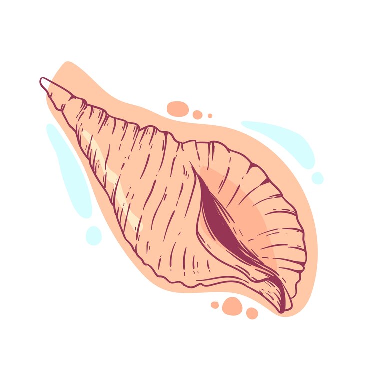 Vetor grátis ilustração de contorno de concha desenhada à mão