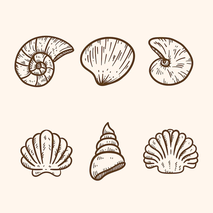 Vetor grátis ilustração de contorno de concha desenhada à mão
