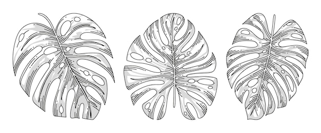 Ilustração de contorno de folha de monstera desenhada à mão