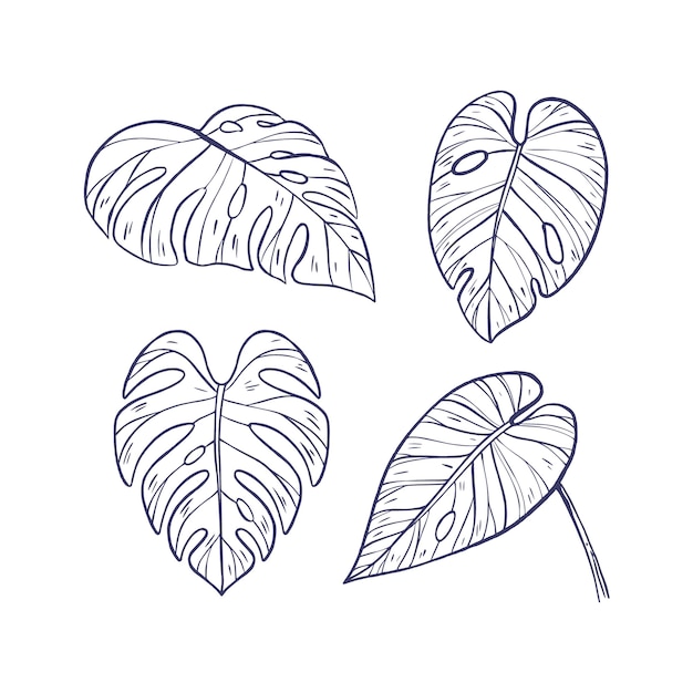 Vetor grátis ilustração de contorno de folha de monstera desenhada à mão