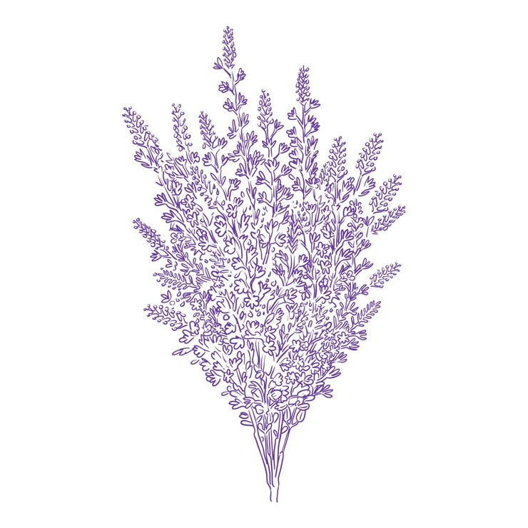 Vetor grátis ilustração de contorno de lavanda desenhada à mão