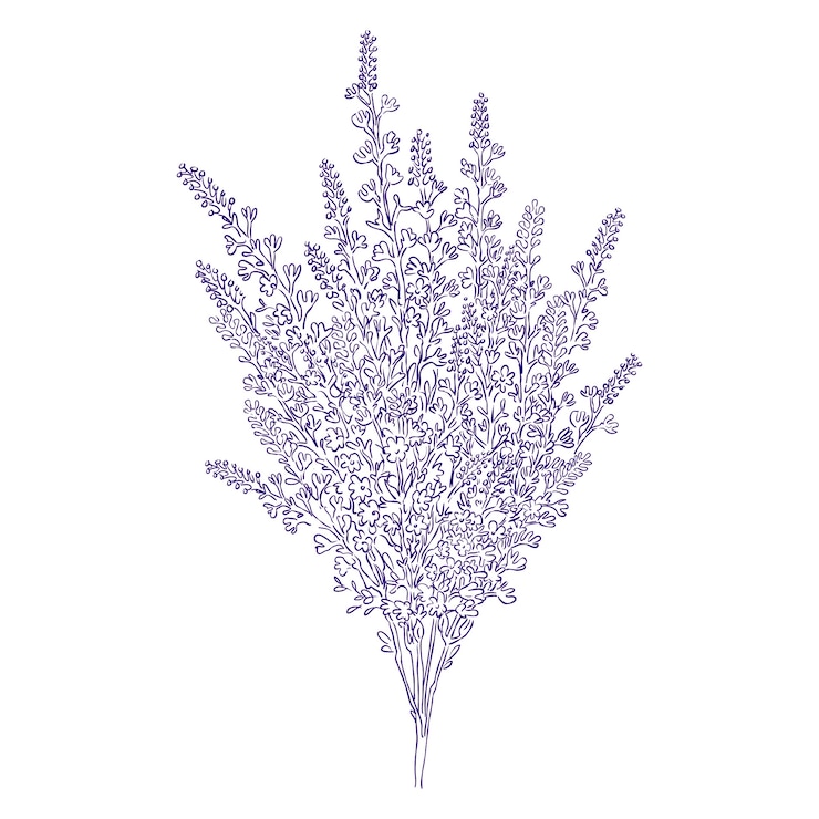 Vetor grátis ilustração de contorno de lavanda desenhada à mão