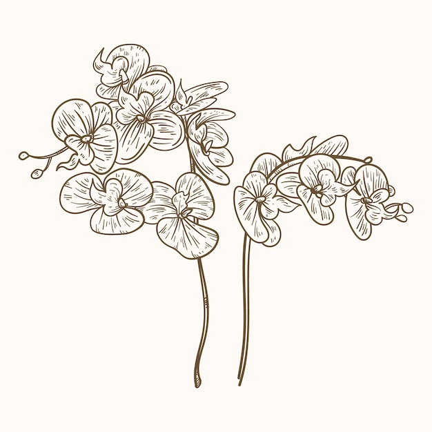 Vetor grátis ilustração de contorno de orquídea desenhada de mão