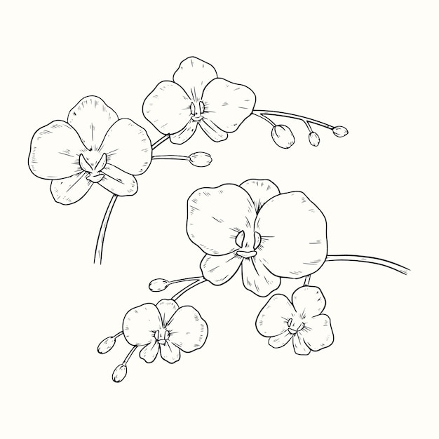 Vetor grátis ilustração de contorno de orquídea desenhada de mão