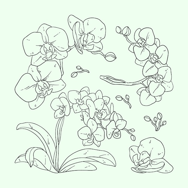 Vetor grátis ilustração de contorno de orquídea desenhada de mão