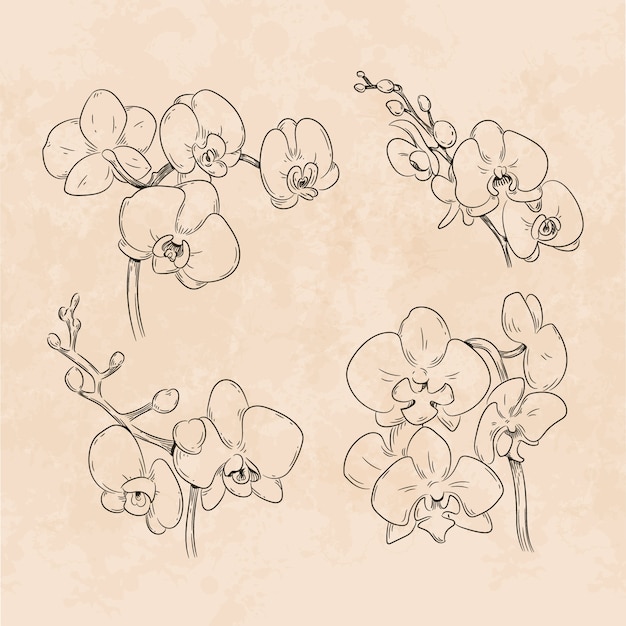 Vetor grátis ilustração de contorno de orquídea desenhada de mão