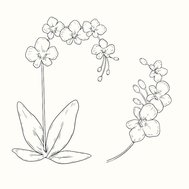 Vetor grátis ilustração de contorno de orquídea desenhada de mão