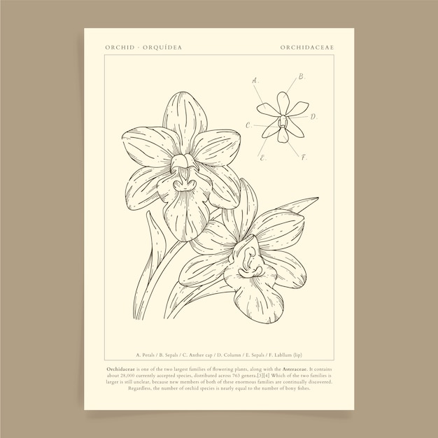 Ilustração de contorno de orquídea desenhada de mão