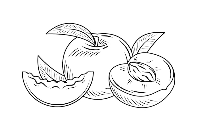 Ilustração de contorno de pêssego desenhada à mão