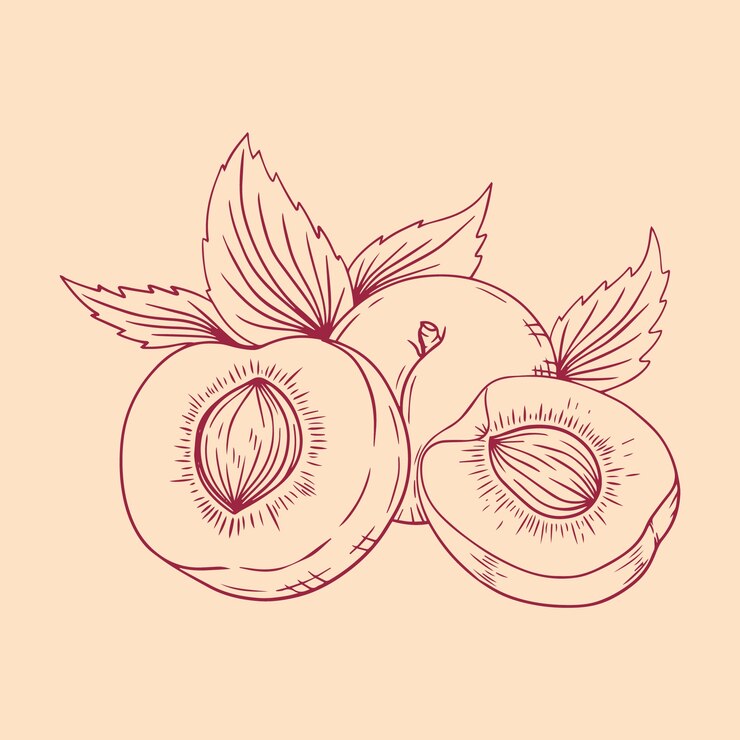Vetor grátis ilustração de contorno de pêssego desenhada à mão