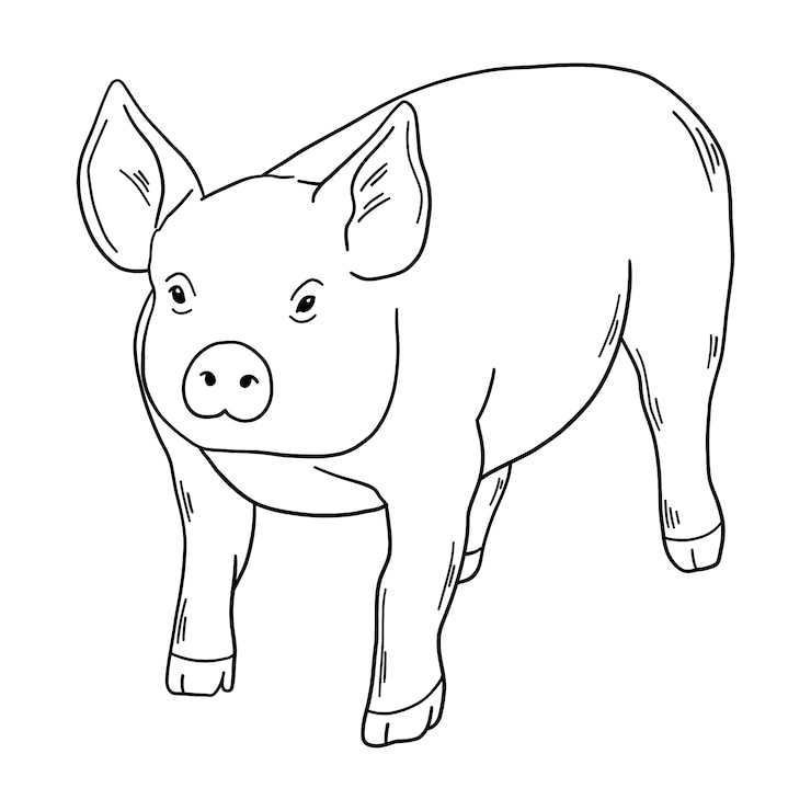 Vetor grátis ilustração de contorno de porco desenhada de mão