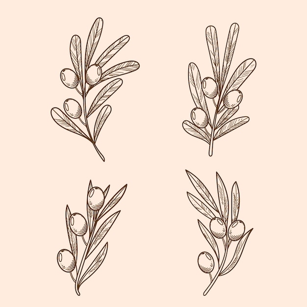 Vetor grátis ilustração de contorno de ramo de oliveira desenhada à mão