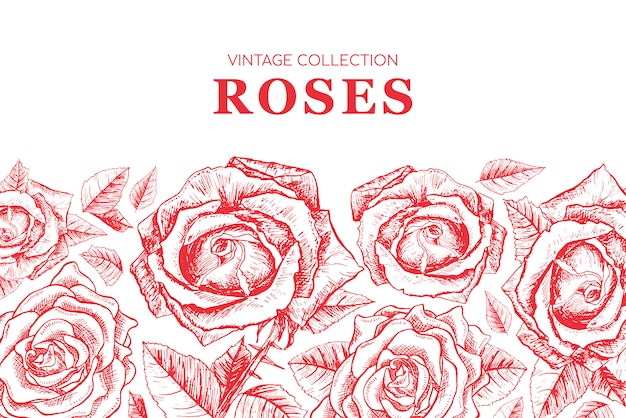 Ilustração de contorno de rosas vermelhas