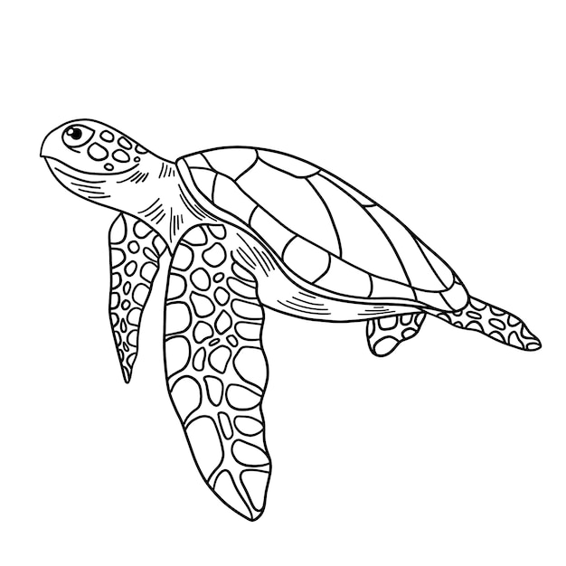Vetor grátis ilustração de contorno de tartaruga desenhada à mão