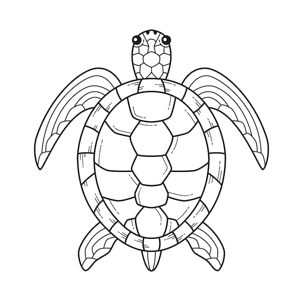 Ilustração de contorno de tartaruga desenhada à mão