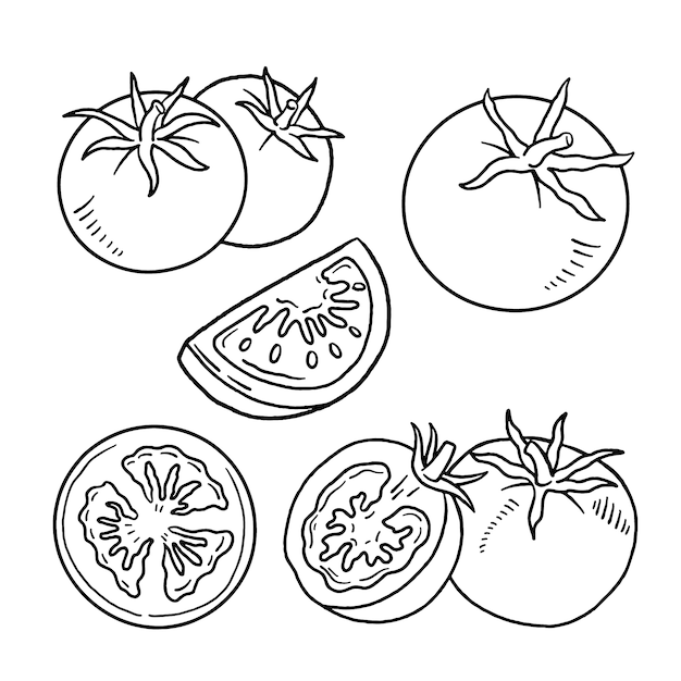 Ilustração de contorno de tomate desenhada à mão