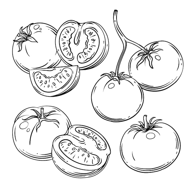 Vetor grátis ilustração de contorno de tomate desenhada à mão