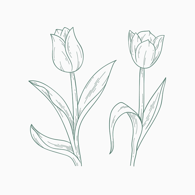 Vetor grátis ilustração de contorno de tulipa desenhada de mão