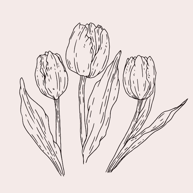 Ilustração de contorno de tulipa desenhada de mão
