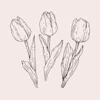Vetor grátis ilustração de contorno de tulipa desenhada de mão