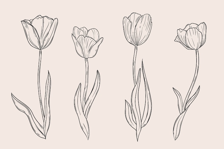 Vetor grátis ilustração de contorno de tulipa desenhada de mão