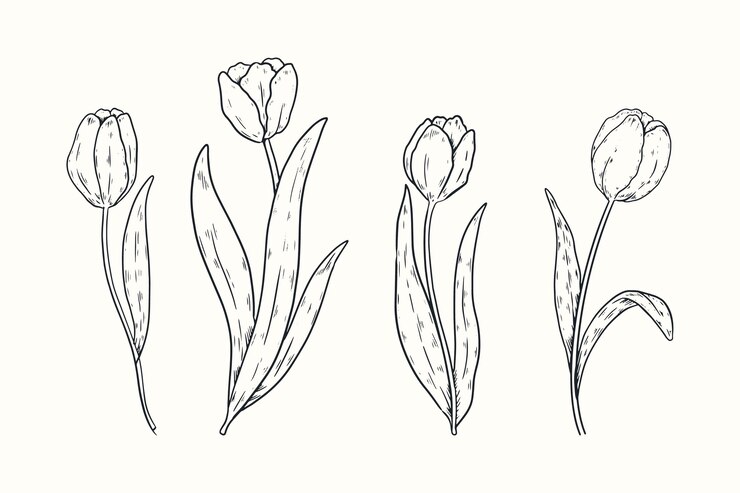 Vetor grátis ilustração de contorno de tulipa desenhada de mão