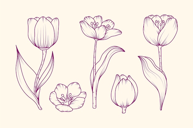 Vetor grátis ilustração de contorno de tulipa desenhada de mão