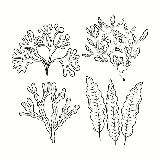 Vetor grátis ilustração de desenho de algas marinhas desenhada à mão