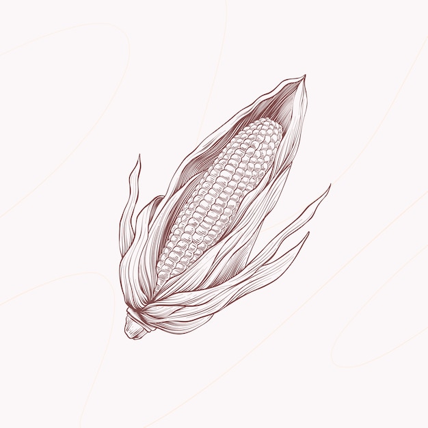 Vetor grátis ilustração de desenho de espiga de milho desenhada à mão