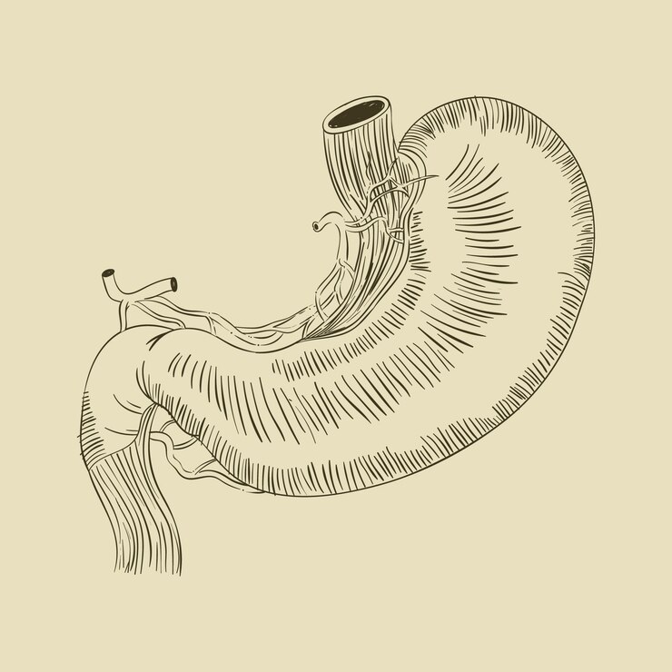 Vetor grátis ilustração de desenho de estômago desenhada à mão