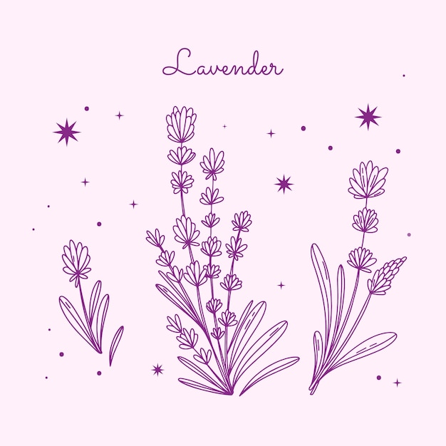 Ilustração de desenho de lavanda desenhada à mão