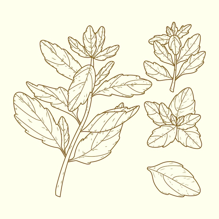 Vetor grátis ilustração de desenho de manjericão desenhada à mão