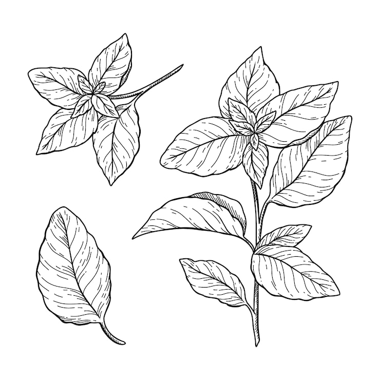 Vetor grátis ilustração de desenho de manjericão desenhada à mão