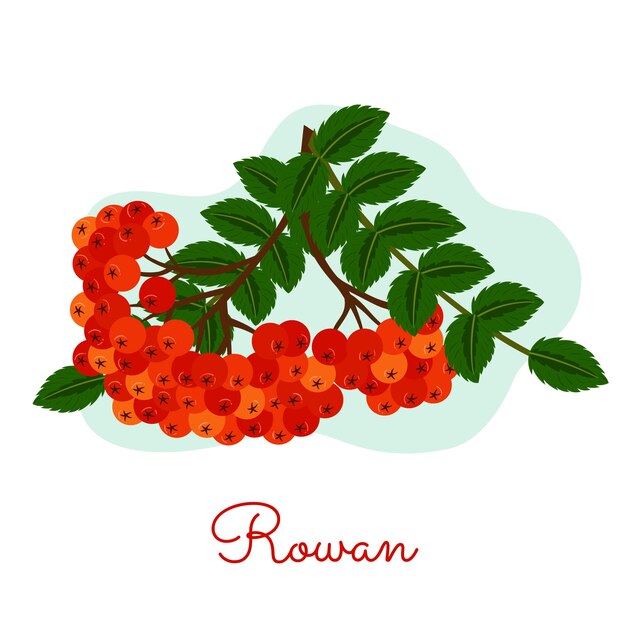 Ilustração de design plano de rowan