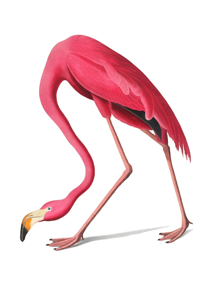 Vetor grátis ilustração de flamingo rosa