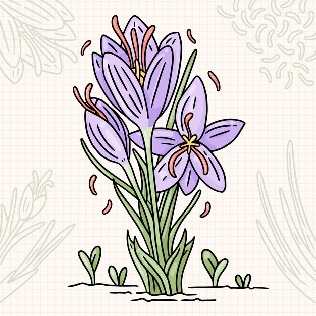 Ilustração de flor de açafrão desenhada à mão