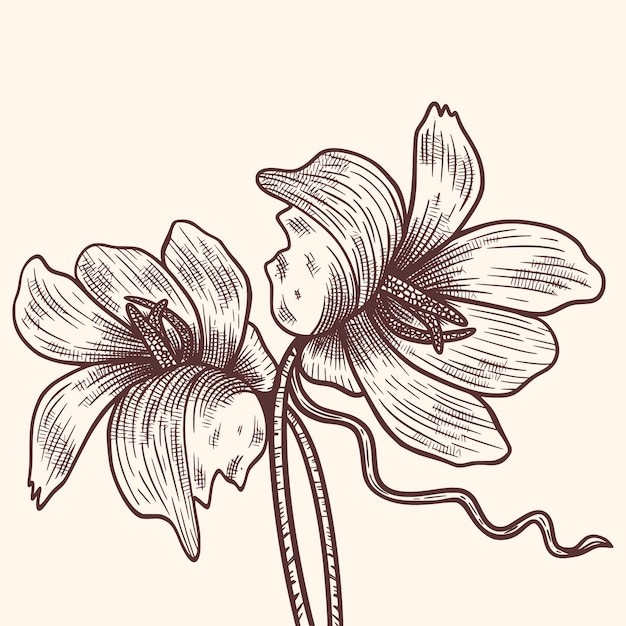 Ilustração de flor de açafrão desenhada à mão