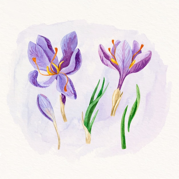 Vetor grátis ilustração de flor de açafrão em aquarela