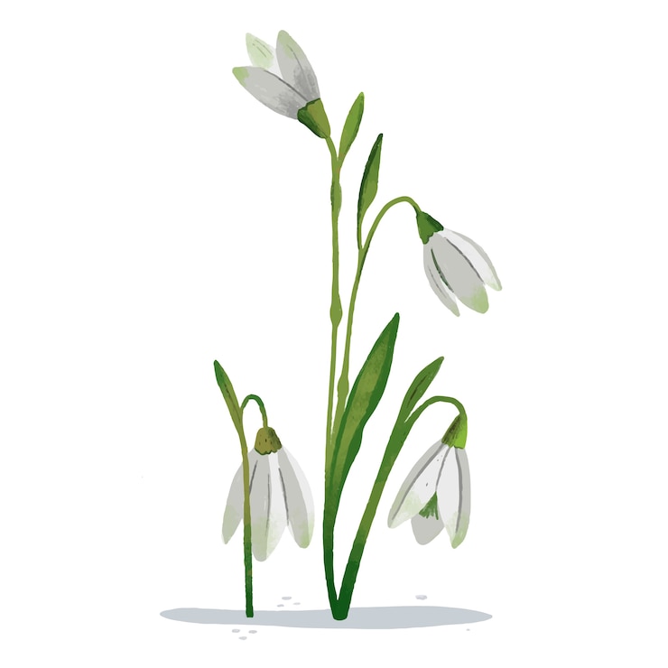 Vetor grátis ilustração de flor de floco de neve desenhada à mão