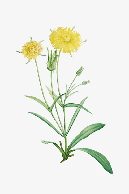 Ilustração de flores vintage margarida